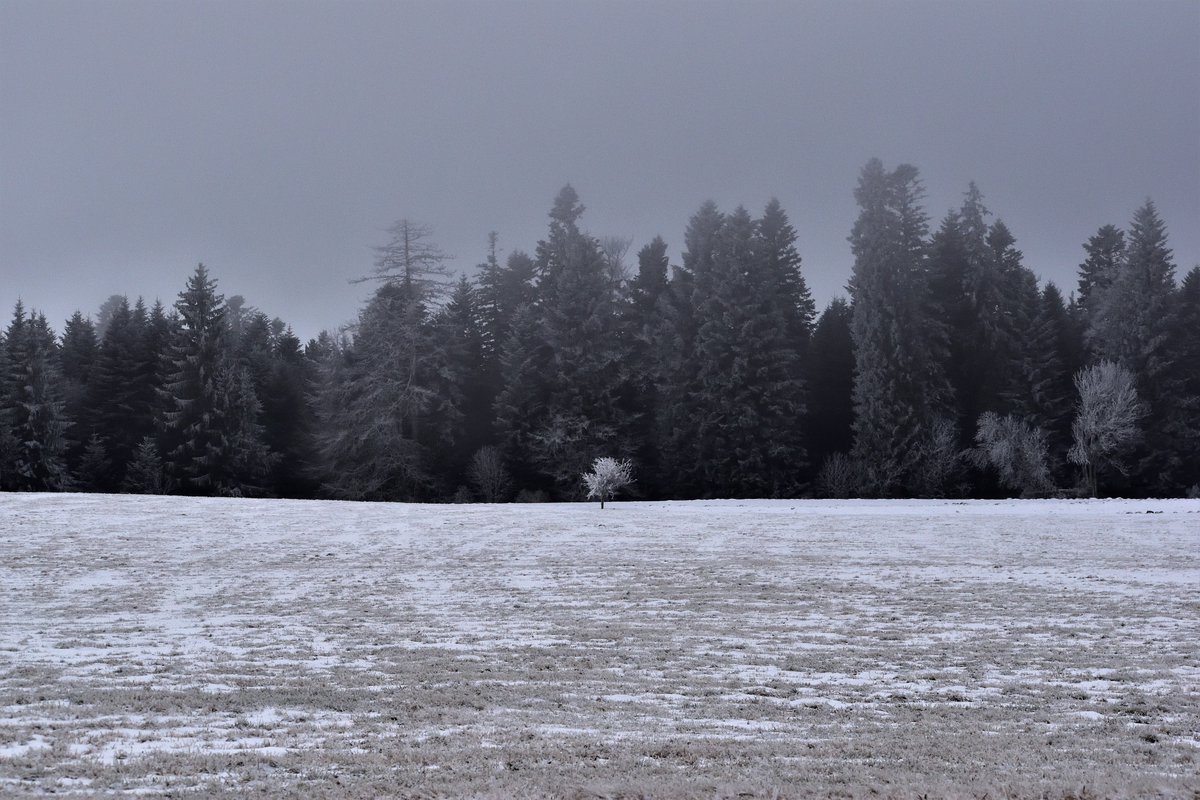 zebre_'s tweet photo. #jeudiphoto #givre #hiver #winter #auvergne #puydedome #photography #brume #brouillard #arbre #forest #foret https://t.co/zHCUL7fjhT