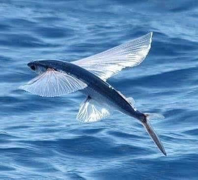 In Barbados we love our seafood.The one dish you must absolutely indulge in,is the Flying Fish;fried or steamed it is delicious. The flying fish cutter is what I would recommend you start with and then try it steamed with cou cou. As Bajan as flying fish you are going to love it