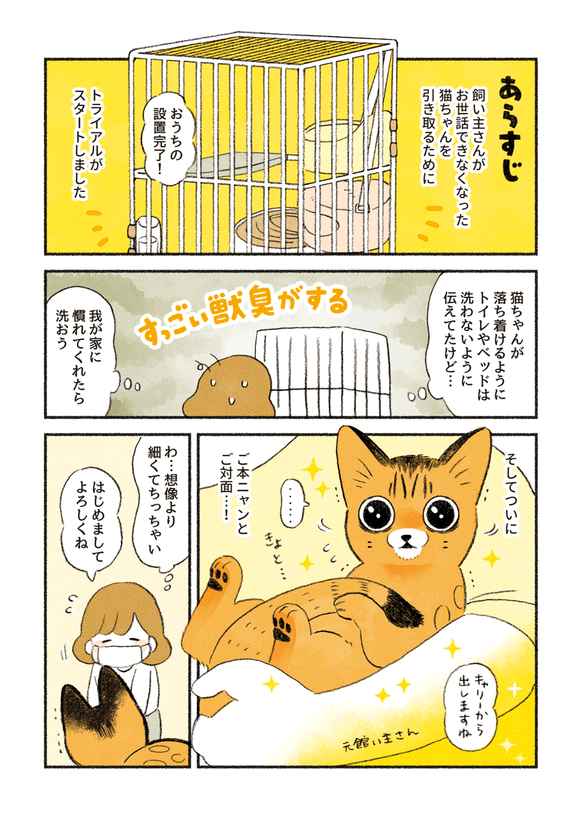 ベンガルのももちゃん(中編)
「ももちゃんのトライアル」 