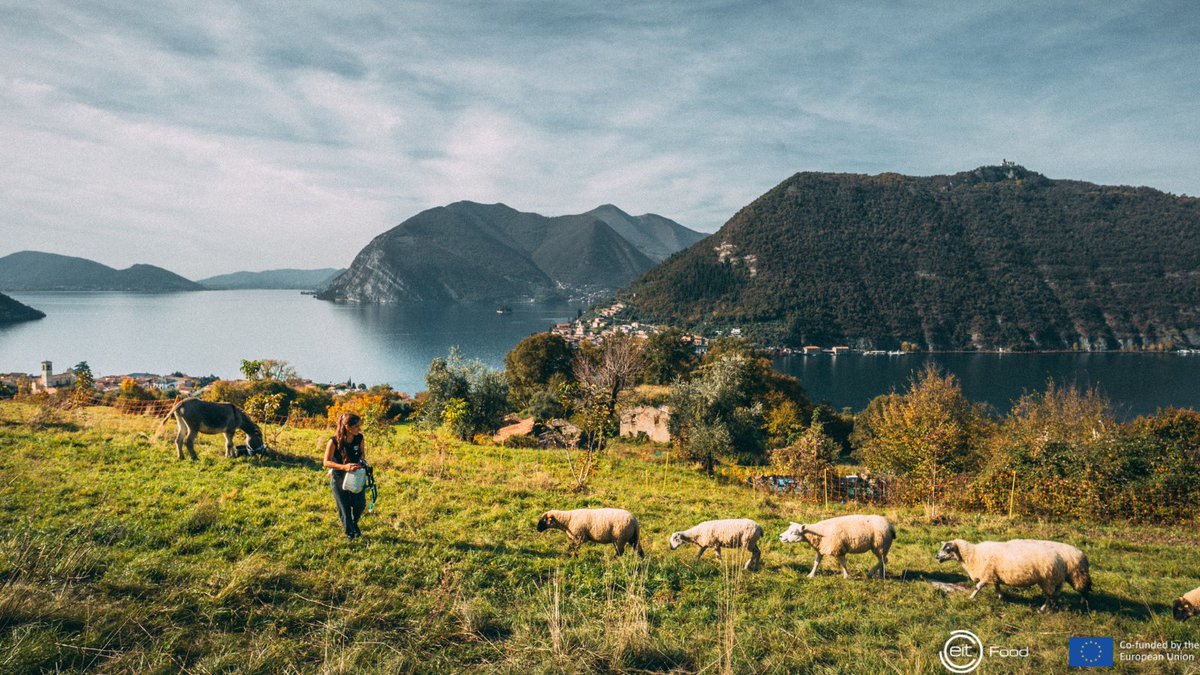 Farmer in Europe herding sheep