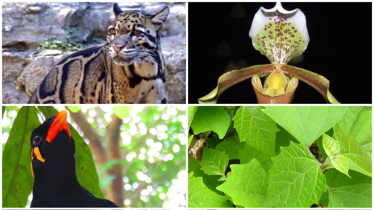 BORN4WIN's tweet photo. #Daily1State
#Meghalaya
#Symbols
• Motto: Satyameva Jayate
• Animal: Clouded leopard
• Bird: Hill myna
• Flower: Lady's Slipper Orchid
• Tree: Gamhar
• Famous dance: Laho https://t.co/5d2OWXffCu