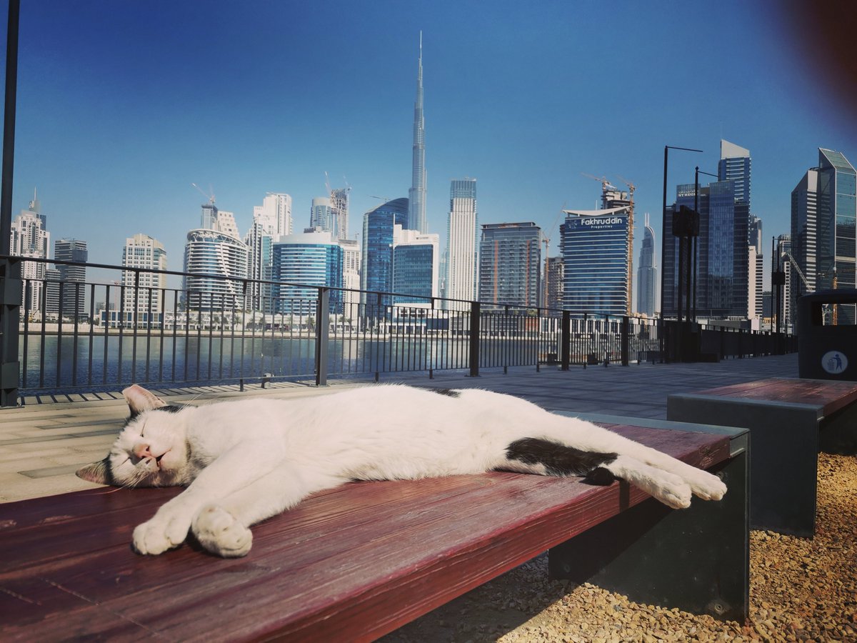 bon_laetitia's tweet photo. Il y a des moments où il faut faire comme ce chat, sortir des écrans, s'étaler au soleil et profiter 😅 https://t.co/wU9DqpVj9L
