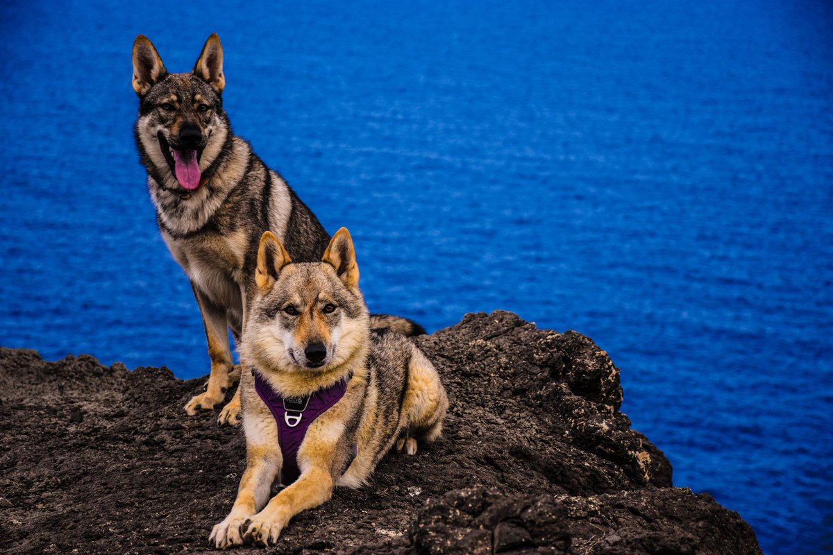 Bluemoonwolfke1's tweet photo. Pocas cosas en la vida son mejores que perderme con mis perros... SEMPER FIDELIS https://t.co/pQa7IW388d