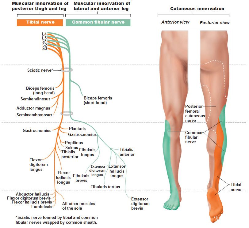 Sciatic Nerve :
Dermatome ,Osteotome, Myotome 

Source: 
BJA Education, 20(9): 
312e320 (2020) doi:10.1016/j.bjae.2020.04.004
&amp; Googled Images

#anaesthesia 
#anesthesia 
#pharmacology 
#anatomy
#RegionalAnaesthesia 
#Medicine
#sciaticnerve