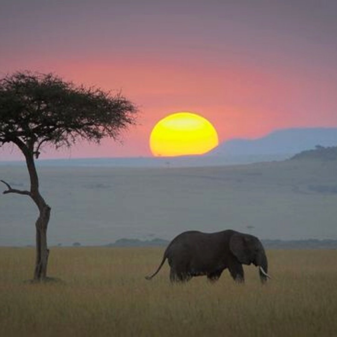 Beautiful sunset while on a game drive at the Mara. #travel #safari #nature ##wildlife #masaimara #masaimarasafari #elephant  #sunset