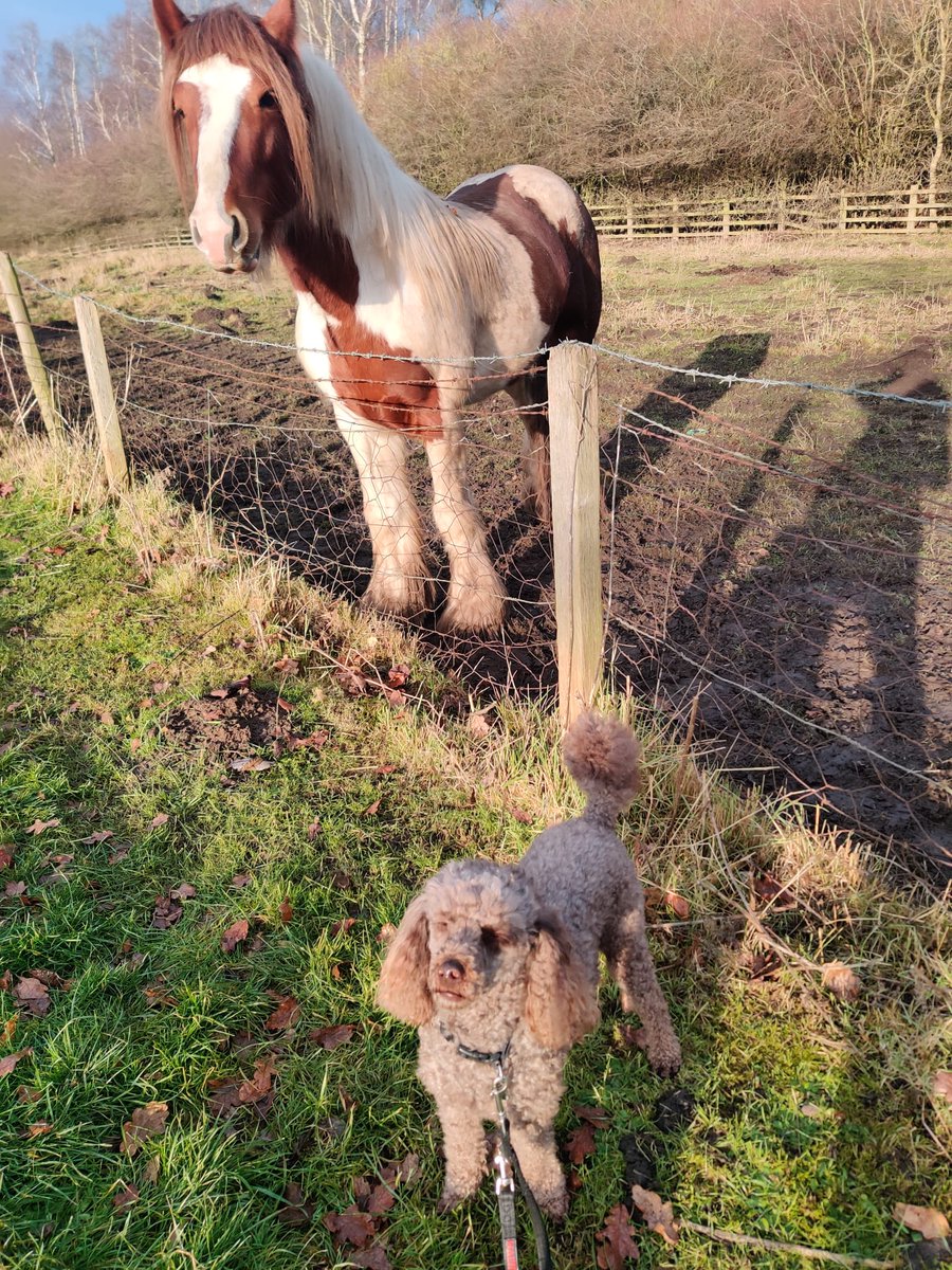 I met a fellow four legged friend on my walk....he is a lot bigger than me though 🤔🐩🐾 #animalfriends #horse #miniaturepoodle #poodlesoftwitter #hearingdogs