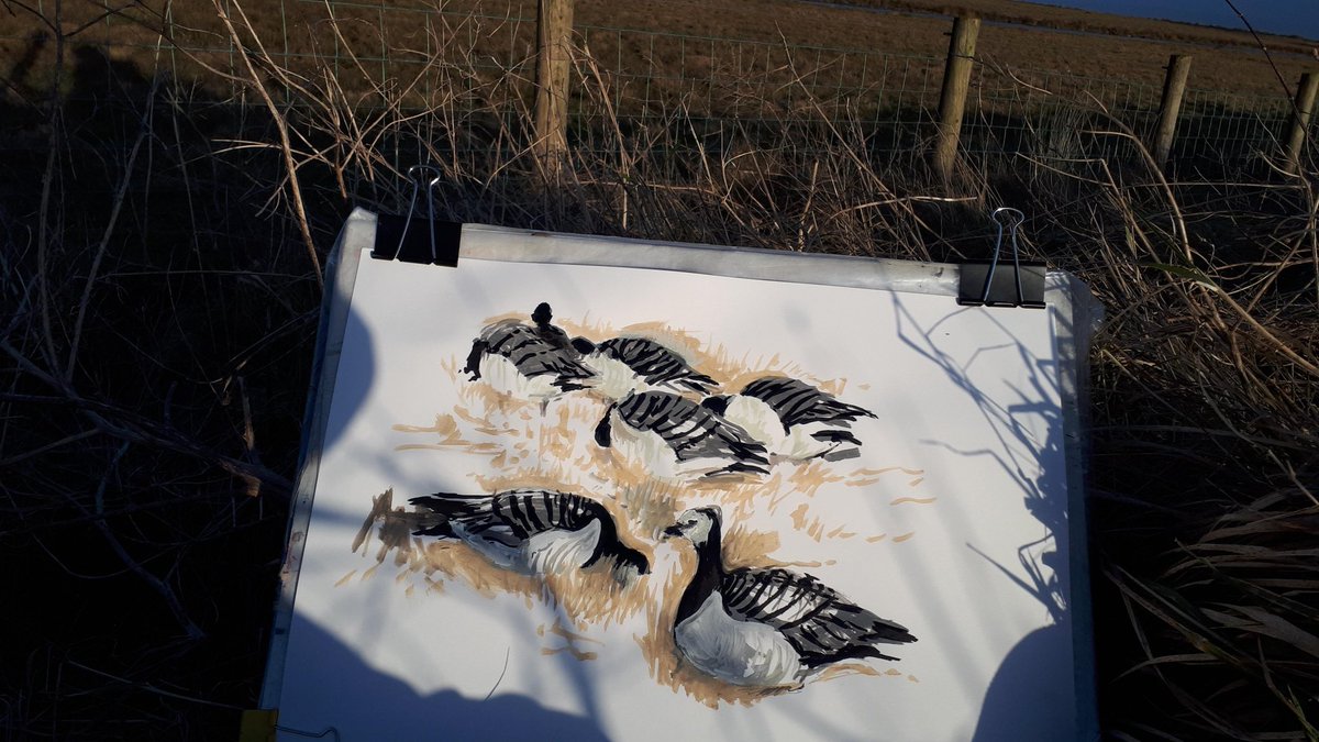 RavenesqueM's tweet photo. Barnacle Geese, Mersehead
Last to Leave
Distant Geese 
Looking back at more winter field #drawings of #BarnacleGeese &amp; hills around #Mersehead
#geese #landscape #art #mixedmedia #Scotland https://t.co/wUuxHtitEs