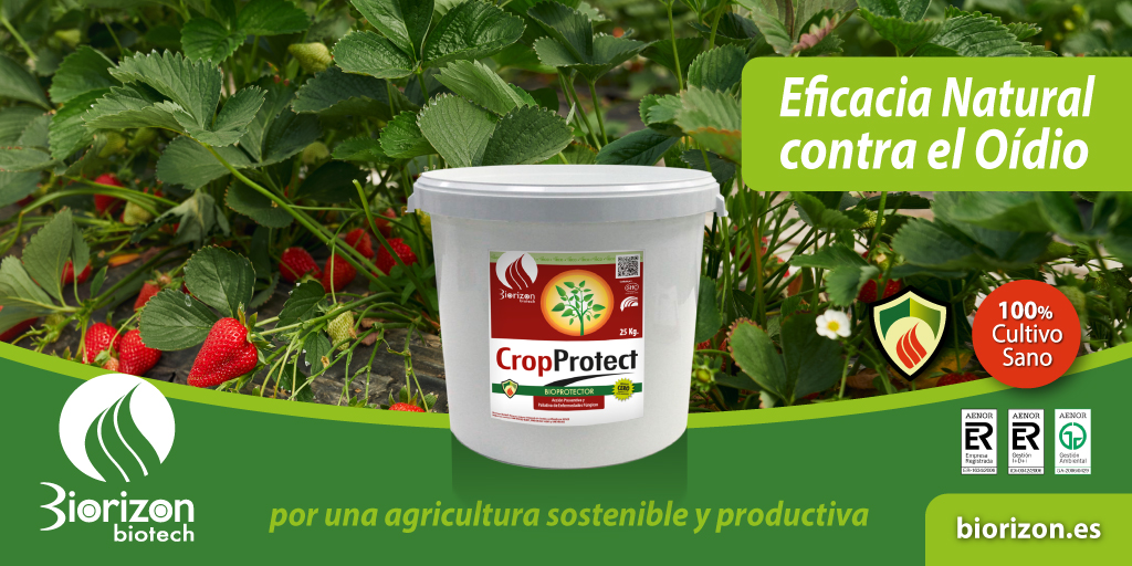 BiorizonBiotech's tweet photo. Las manchas blancas con bordes de color rojo son características del oídio de la #fresa. Cuanto más infestadas estén las hojas, mayor será el debilitamiento de la planta. #CropProtect ha demostrado su eficacia contra el #oídio.
https://t.co/0crTGvWtS8
#agriculturasostenible https://t.co/GTUUgsH13u