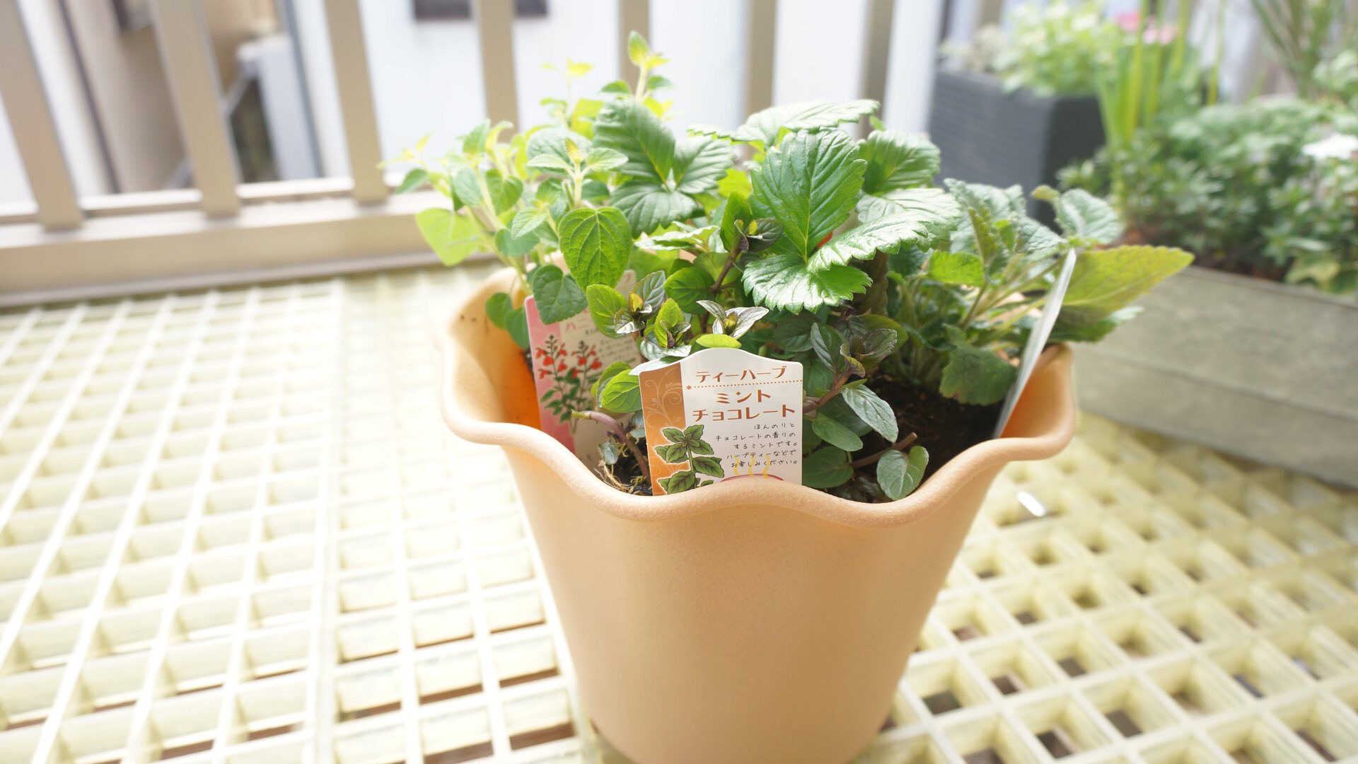 ハーブのある暮らし Twitter Search Twitter