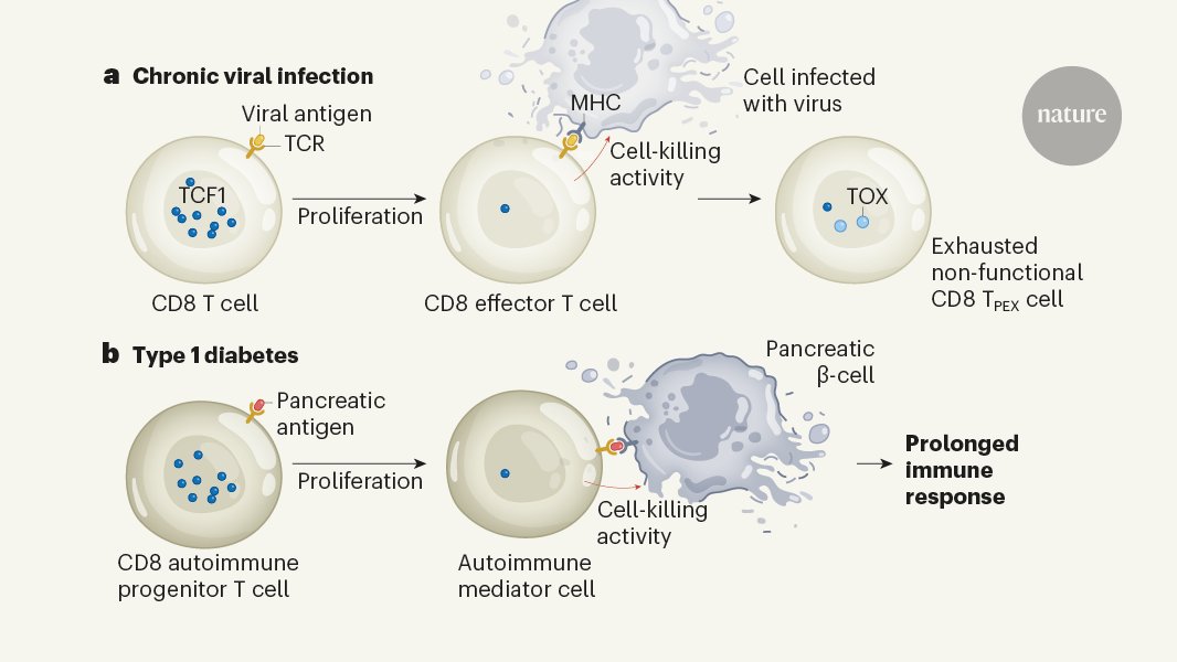 NatureNV's tweet image. The identification of immune cells that drive diabetes provides insight into the development of autoimmune disease, and could point the way to new therapies.
(For subscribers)

go.nature.com/3KJKUdG