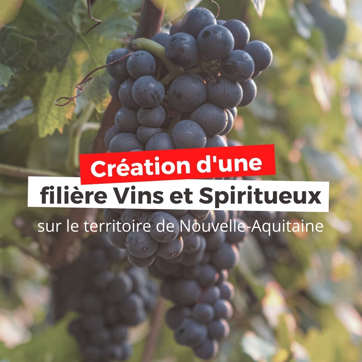 📢 Le <a href="/cmarkea/">Crédit Mutuel Arkéa</a> concrétise un engagement emblématique de son plan stratégique Transitions 2024 avec le déploiement d’une filière Vins et Spiritueux🍇sur le territoire de Nouvelle-Aquitaine.
👉 Lire le communiqué : bit.ly/filierevins