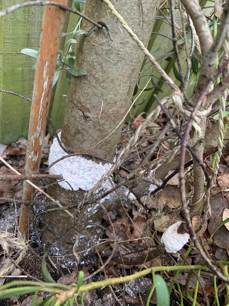 Twitter help needed, what's wrong with my friend's eucalyptus trunk? The white stuff is kind of solid. Can anything be done? #plantadvice #whatswrongwithmytree #whatswrongwithmyplant #fungusexpert #treedisease #whatpestisthis