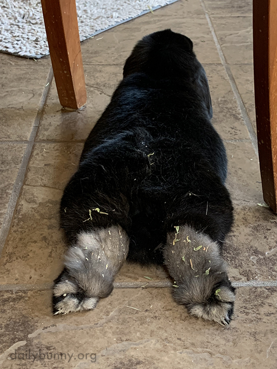 Bunny must have just gotten out of the hay box dailybunny.org/posts/2022/1/2…