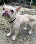 AdoptionsUk's tweet photo. Please retweet to help Natasha find a home #KENT #UK 
Sweet #Frenchie aged 2. Neglected and rescued form a pound, very underweight. She would like a loving adult home as the only pet. PLEASE SHARE 💔
DETAILS or APPLY👇
https://t.co/isJIm3dPz0
#dogs #DogsofTwittter #frenchbulldog https://t.co/FkLRFarCSA