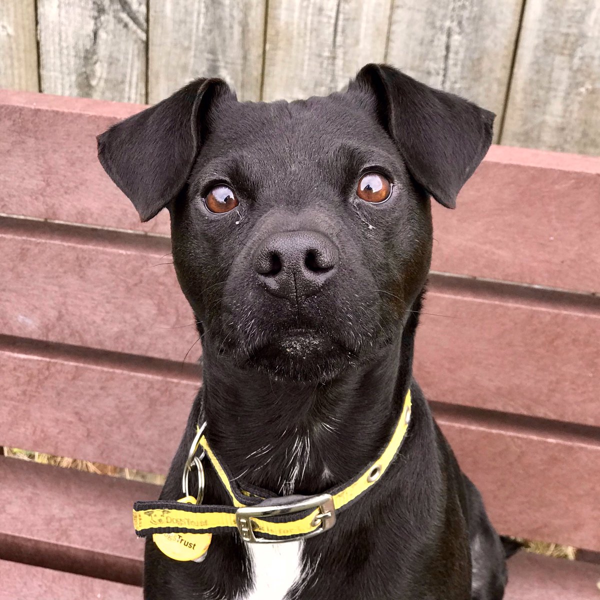 DT_WestCalder's tweet photo. 👋 Good morning from fabulous Frankie.🐶 This playful lad is bundles of fun!

Frankie is now ready to find his new fur-ever home 🏡 Visit our website to find out more about him 💻

#adoptdontshop #adogisforlife @DogsTrust https://t.co/K3ZQcJutir