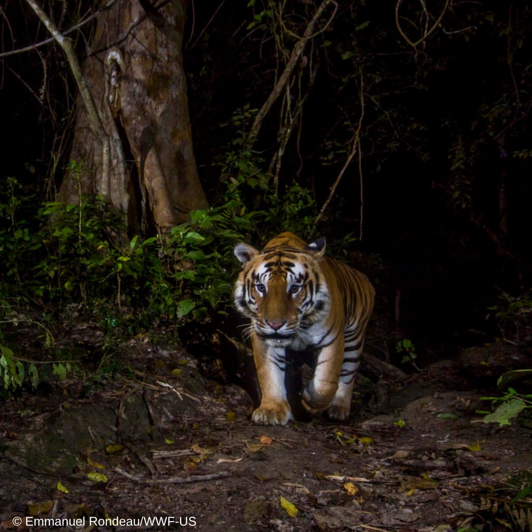 WWFNepal's tweet photo. Great news on tiger conservation!! 👏🐯

Bardia National Park in Nepal, and Sathyamangalam Tiger Reserve in India, have won this year's TX2 Award for doubling their population of wild tigers since 2010. 🏆🏆🏆

https://t.co/P0OVsIpw2d https://t.co/bfaBuW92eq