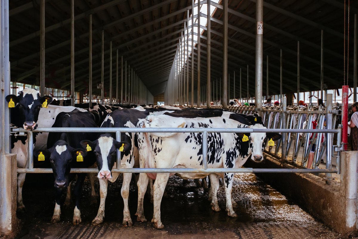 AgriNetFarm's tweet photo. Know when your herd is due to calve, serve, repeat, scan, dry and much more using Agrinet HerdApp. See your herd on your phone here: https://t.co/9V8lzOVtR5 #PartofYourFarm #Farm365 #Farming #Calving22 #AgIE https://t.co/WaDTr3ZtTp