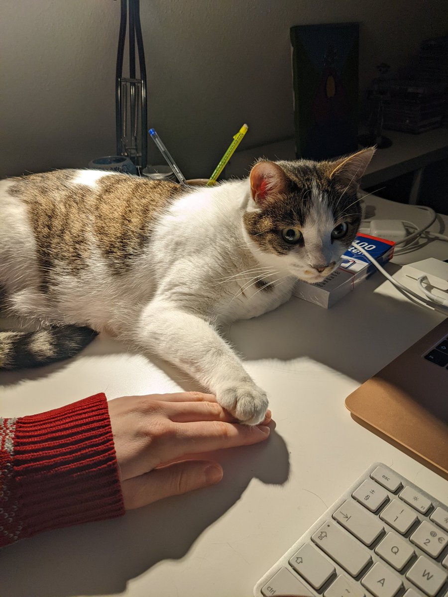 FreyerJulia's tweet photo. All one needs in life is a #cat lounging on your desk who calms you down when your computer decides to just update and restart out of the blue... #catsofinstagram #CatsOverDogs #ida https://t.co/9kpMGHPFwy