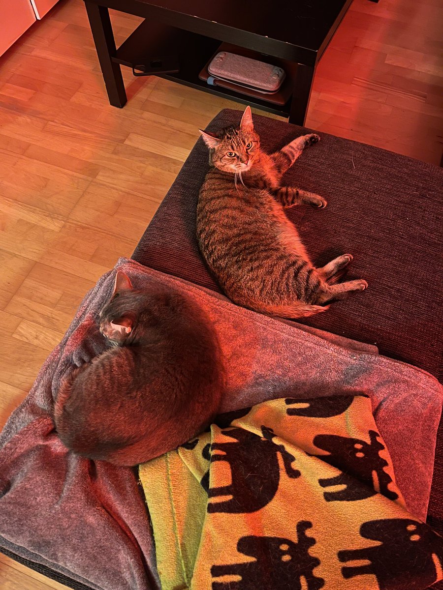 MimiUndMomo's tweet photo. Chilling in the comfort zone https://t.co/kOOwrhntLP