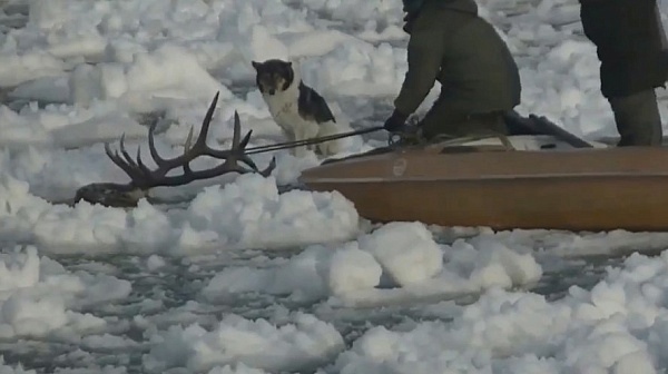 TPU researchers: a Manchurian wapiti drowned in Lake Baikal is helpful in understanding how chemical elements accumulate in an animal organism

Read more here: news.tpu.ru/en/news/2022/0…

#tpu #RSF #Baikal