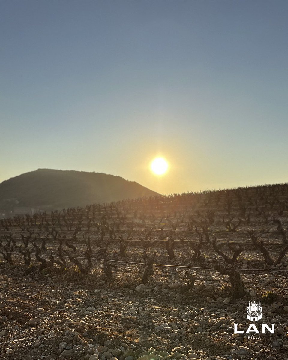 BodegasLan's tweet photo. Tarde de invierno en Viña Lanciano después de la poda🦋
#bodegaslan #viñedo https://t.co/E9OcJWBAwO