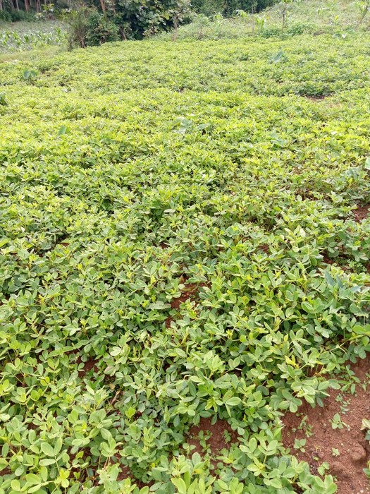 #SudKivu : Le PACDF contribue à l'amélioration des #écosystèmesforestiers avec la   plantation d'arbres et production de miel dans le territoire de Kalehe,bit.ly/32C4kQl