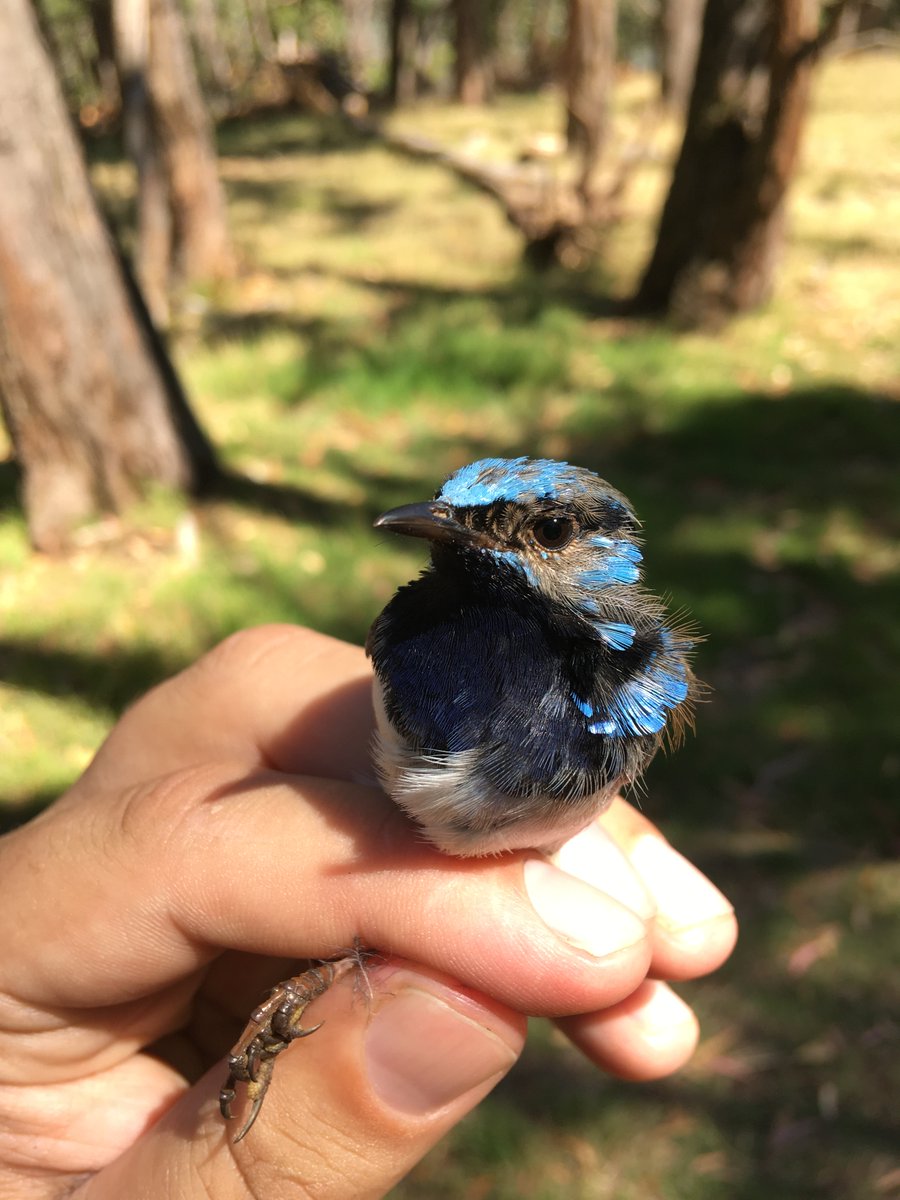 Dr Andrew Katsis tweet media