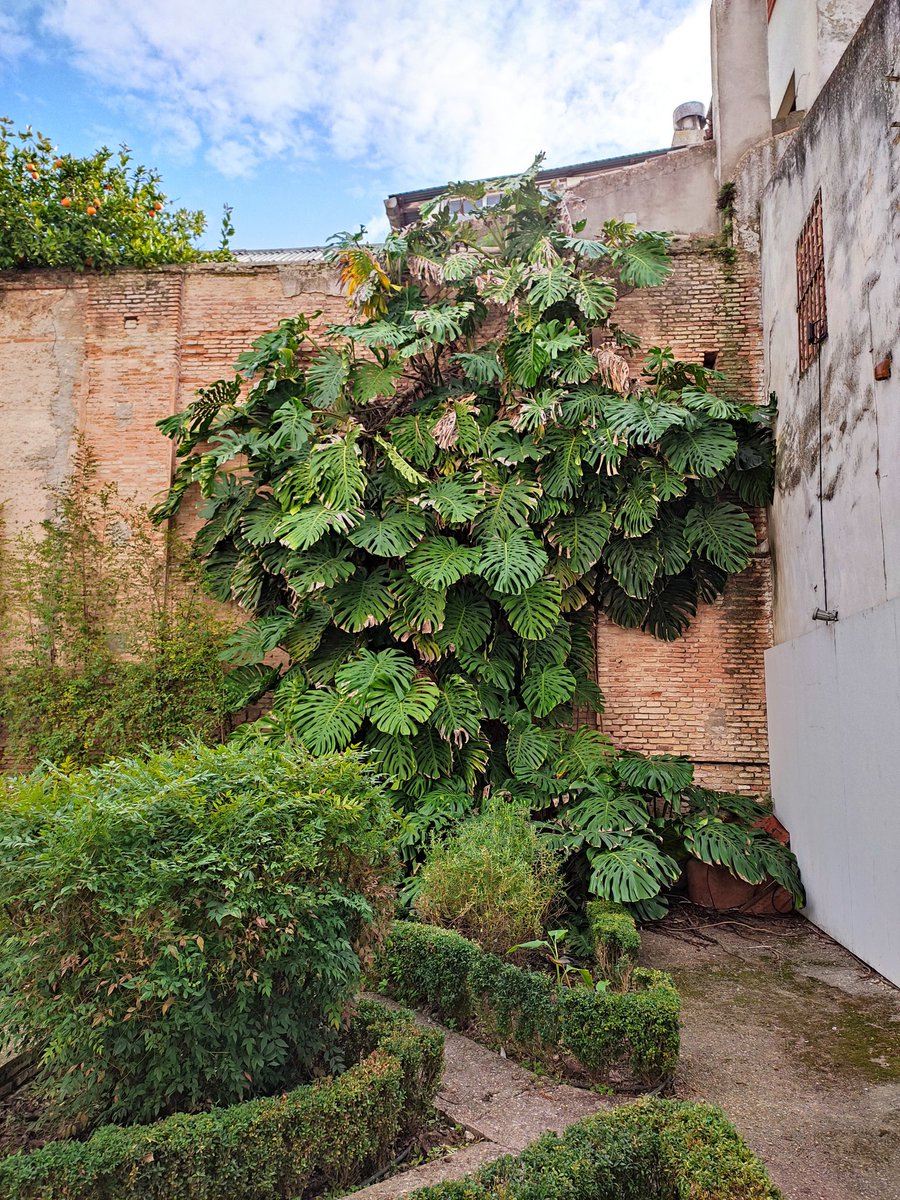 Hay un rincón oculto en Sevilla, al lado de casa, que tiene esta costilla de Adán gigantesca y preciosa.

Las plantas que van a lo suyo, qué cosa.