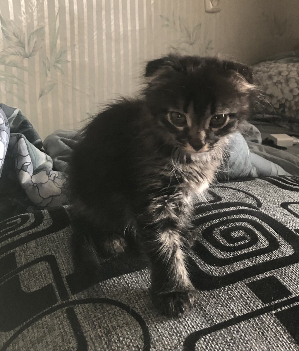 junghararara's tweet photo. у нас появилась кошечка, такая зайка https://t.co/aBnkn4msj0