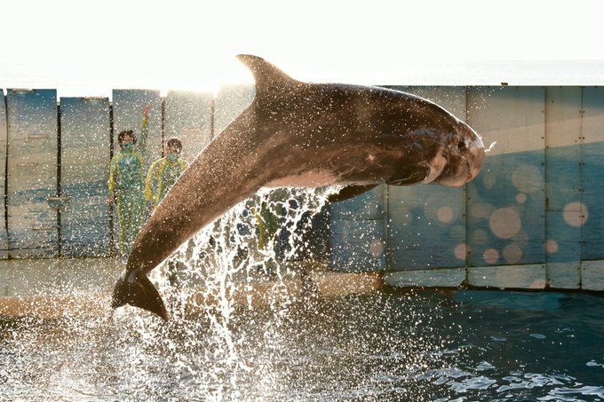 イルカのtwitterイラスト検索結果