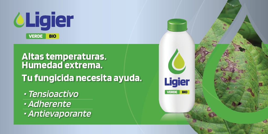 LigierAgro's tweet photo. 👉  Buscas un tratamiento eficaz para hongos en tus cultivos?
Luego de altas temperaturas, lluvia o humedad te recomendamos potenciar la eficiencia de tu fungicida utilizando #LigierVerdeBio y mejorar el control de tu aplicación. 🚜💦🌱
🟢 https://t.co/dRrsR0rwGt https://t.co/0bmwffp9Dw