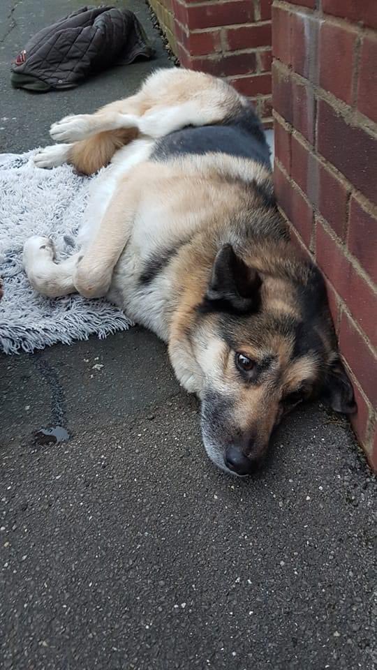 AdoptionsUk's tweet photo. URGENT, please retweet to help FIND THE OWNER OF THIS DOG FOUND EXHAUSTED #SIDCUP #ENGLAND
 
FOUND ALONE, 27 JAN  #Bexley #London - could be missing from anywhere in the UK 

TAKEN TO PARK VETS SIDCUP
 #dogs #GermanShepherd #GSD #Missing #DogsofTwittter https://t.co/wrqzneiiek
