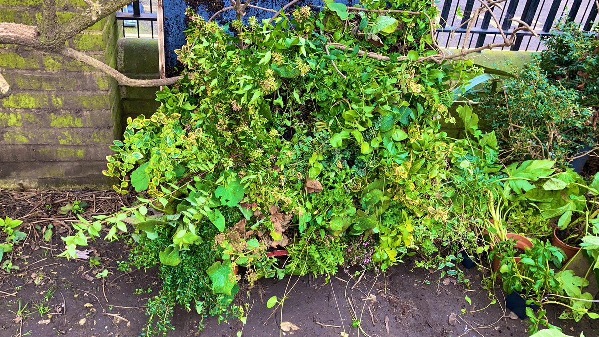 Thank you <a href="/WCCpressoffice/">WCC Press Office</a> for our new plants - we will make good use of our little part of the Marble Arch Mound!