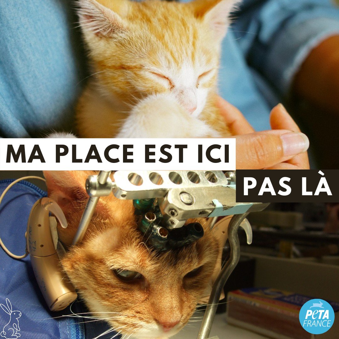 Torturer des chats est LÉGAL dans l'UE, si cela est fait dans un laboratoire avec une licence du gouvernement. 😠 Si vous êtes un citoyen de l'UE, ajoutez votre nom ici : eci.ec.europa.eu/019/public/