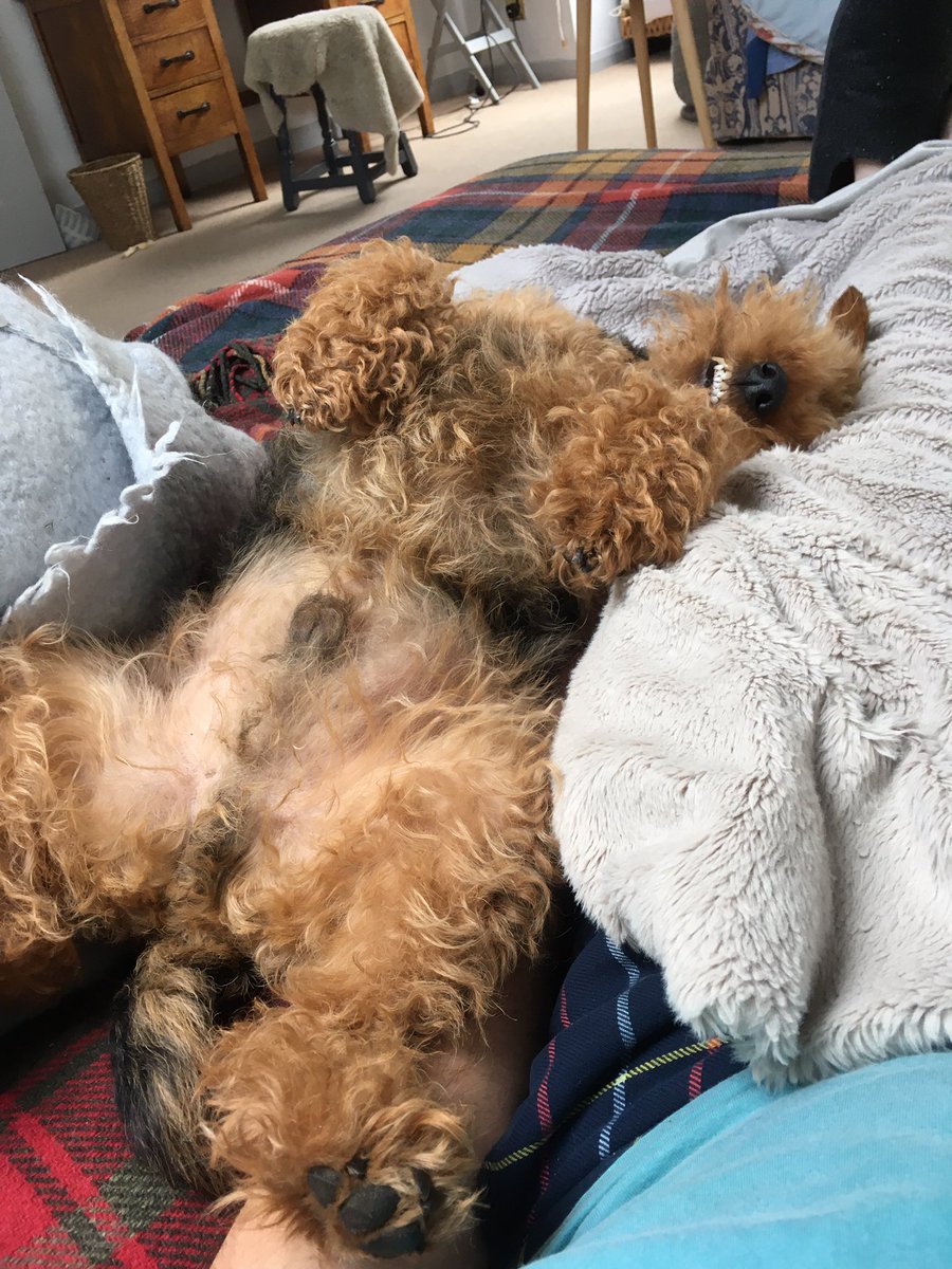 Thomas the Welshie tweet media