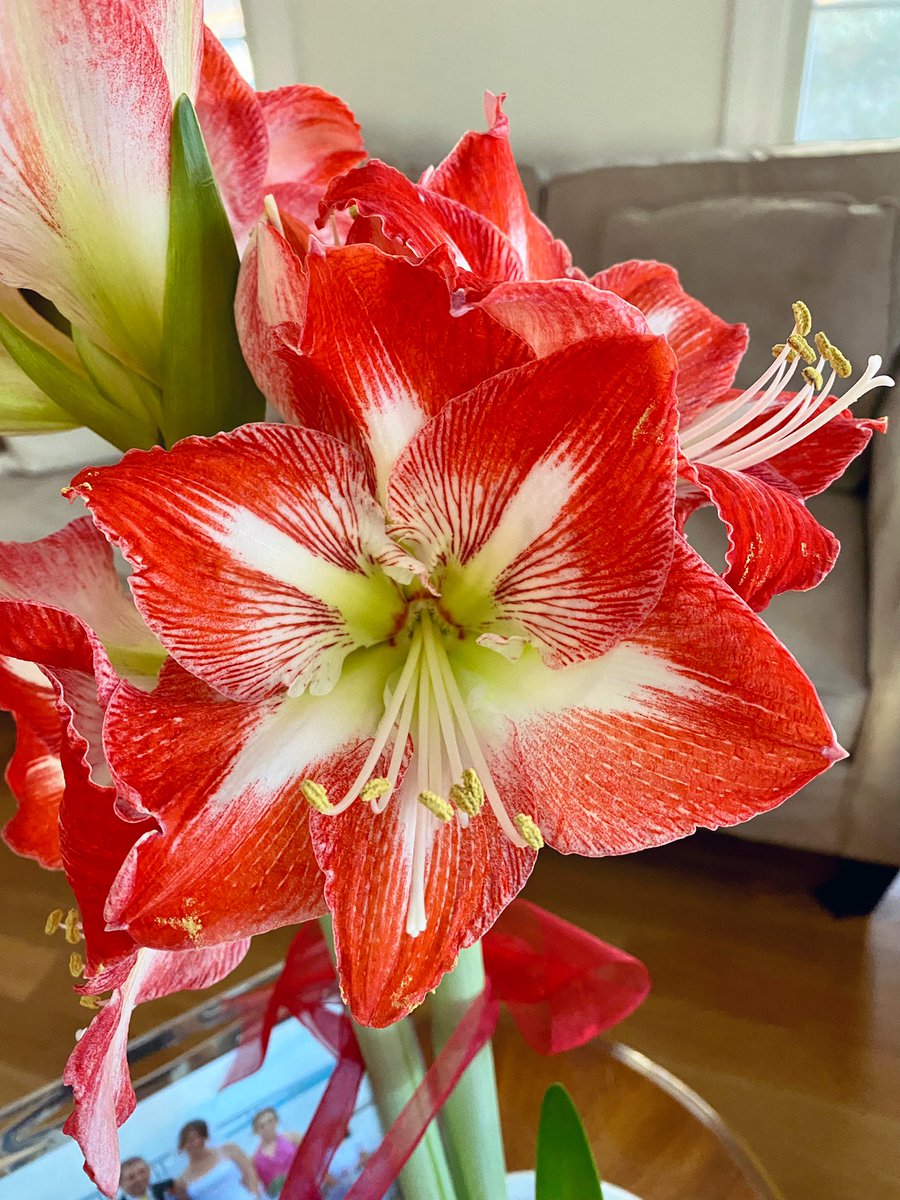 KarensKindred1's tweet photo. I feel blessed for inexpensive, big-box bulbs, whose brilliant blossoms brighten bleak winter days.
#amaryllis #amaryllisminerva #forcingbulbs #chamberpot #winter https://t.co/T9qbxSOjvQ