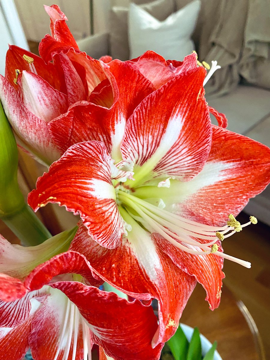 KarensKindred1's tweet photo. I feel blessed for inexpensive, big-box bulbs, whose brilliant blossoms brighten bleak winter days.
#amaryllis #amaryllisminerva #forcingbulbs #chamberpot #winter https://t.co/T9qbxSOjvQ
