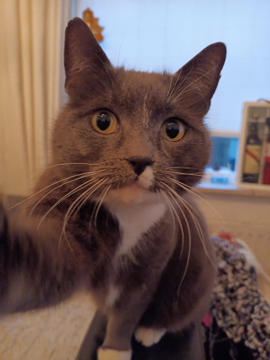 stuiterbal87's tweet photo. #catfie #catselfie #CatsOfTwitter #catsofholland #cat #cats https://t.co/3Q94MF6HYc