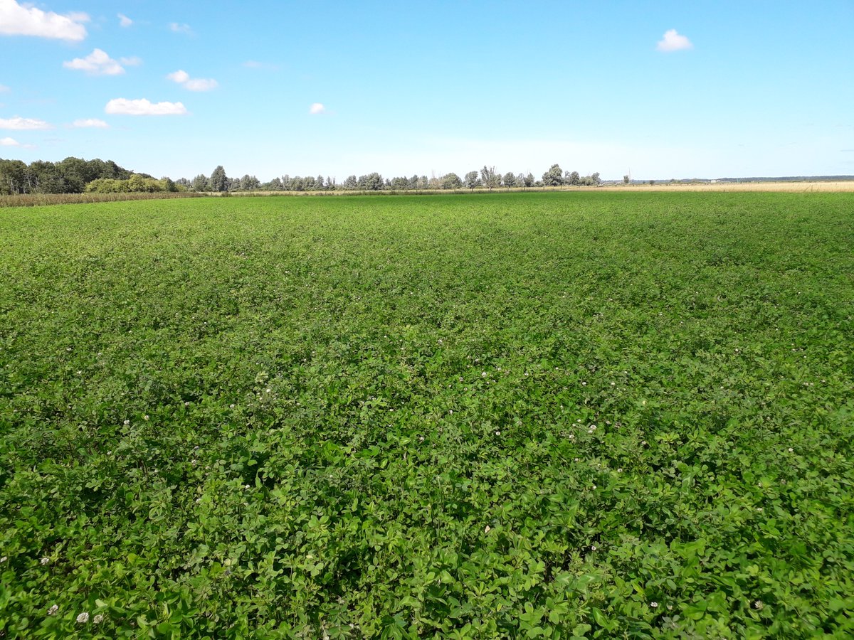 BioAcademyNL's tweet photo. Op #TopBodem beschrijft BioAcademy journalist Jorg TΓΆnjes hoe de #stikstofbehoefte van een hectare #akkerbouwgewassen geheel gedekt kan worden met de teelt van vlinderbloemige #groenbemesters aangevuld met de β#mestβ van 25 mensen. Benieuwd? Lees verder π
https://t.co/RukrvxW7no https://t.co/jXNS72NKkk