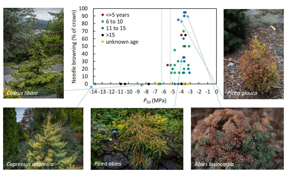 José M. Torres-Ruiz (@torresruizjm) on Twitter photo 📰Crown damages/desiccation correlate with #cavitation resistance across 27 conifer species experiencing the 2021 NW (US) drought&heatwave🌞
#Hydraulics definitely matters!!
New pub at <a href="/PlantHydraulics/">Plant Hydraulics Lab</a> in col with T. Klein and J. Albers
👇
doi.org/10.1093/treeph…
#PlantEcoPhys 📰Crown damages/desiccation correlate with #cavitation resistance across 27 conifer species experiencing the 2021 NW (US) drought&heatwave🌞
#Hydraulics definitely matters!!
New pub at <a href="/PlantHydraulics/">Plant Hydraulics Lab</a> in col with T. Klein and J. Albers
👇
doi.org/10.1093/treeph…
#PlantEcoPhys