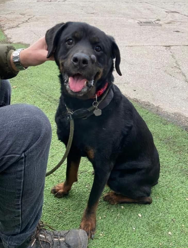 CorynRDR's tweet photo. Please meet lovely Lola.Approx 8 years old. She has a lump on her nose which will be removed, it's just a pigmented wart. Lola has been signed over due to the death of her owner. Lola is a lovely girl who knows basic commands, she is house trained and she walks well on the lead. https://t.co/baiHW0M29z