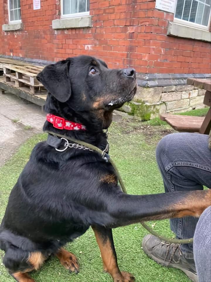 CorynRDR's tweet photo. Please meet lovely Lola.Approx 8 years old. She has a lump on her nose which will be removed, it's just a pigmented wart. Lola has been signed over due to the death of her owner. Lola is a lovely girl who knows basic commands, she is house trained and she walks well on the lead. https://t.co/baiHW0M29z