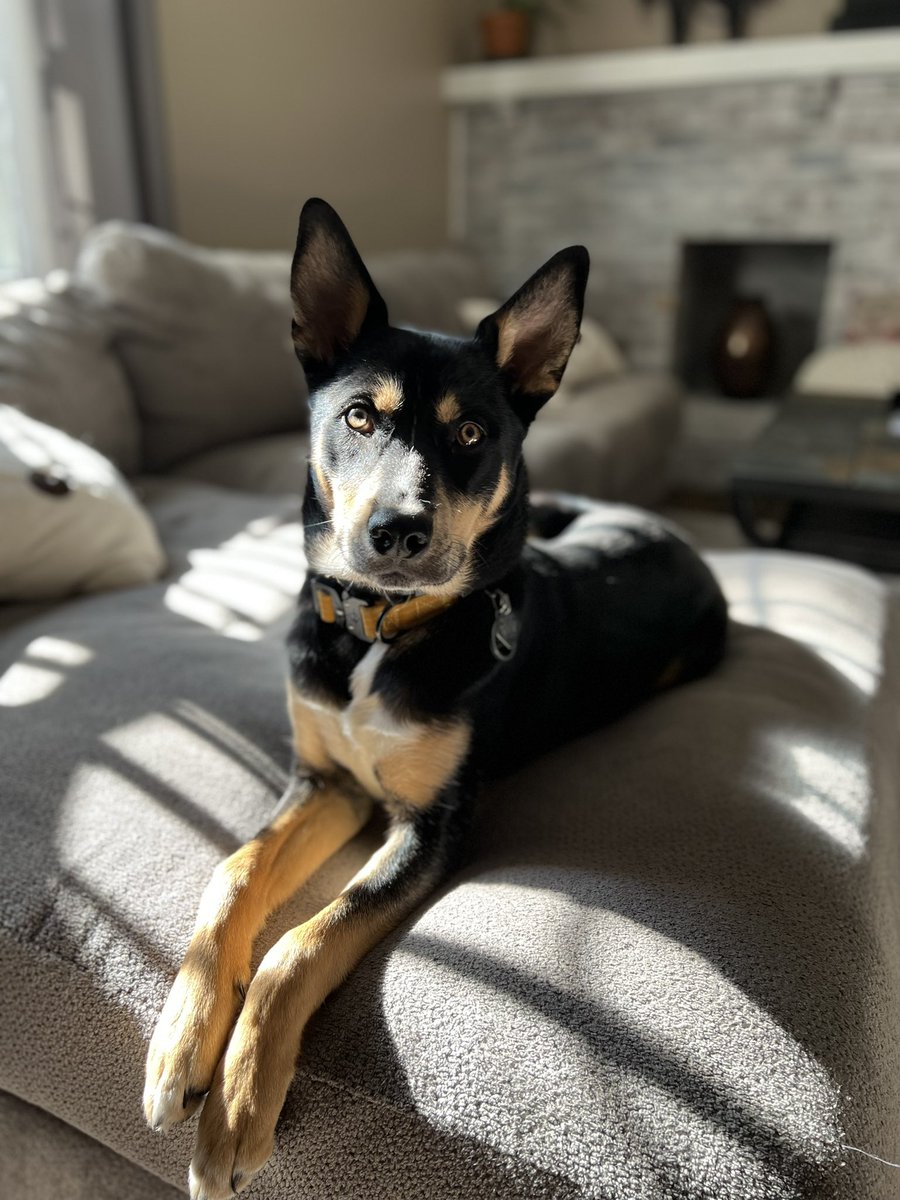 zeevtweets's tweet photo. Our puppy https://t.co/25OQmjQ1Be