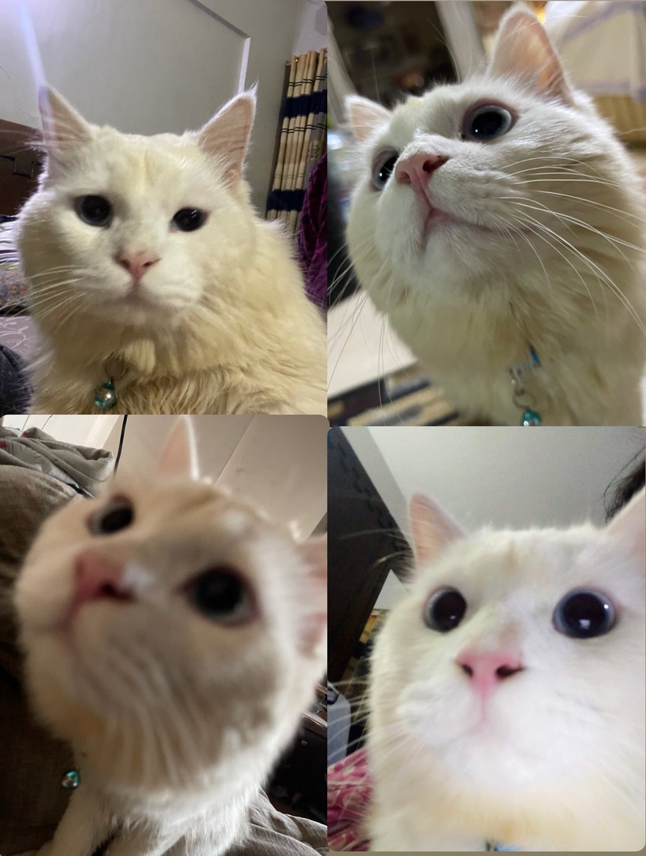 Everyone: “Omg your cat is so cute”

My cat: