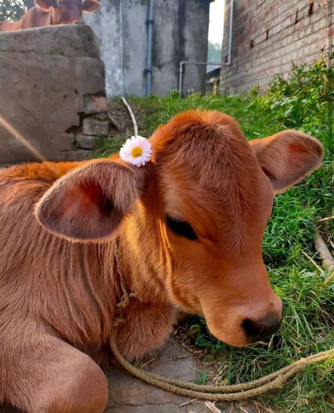 邦楽 COW COW was INNOCENT. COW COW was INNOCENT.
