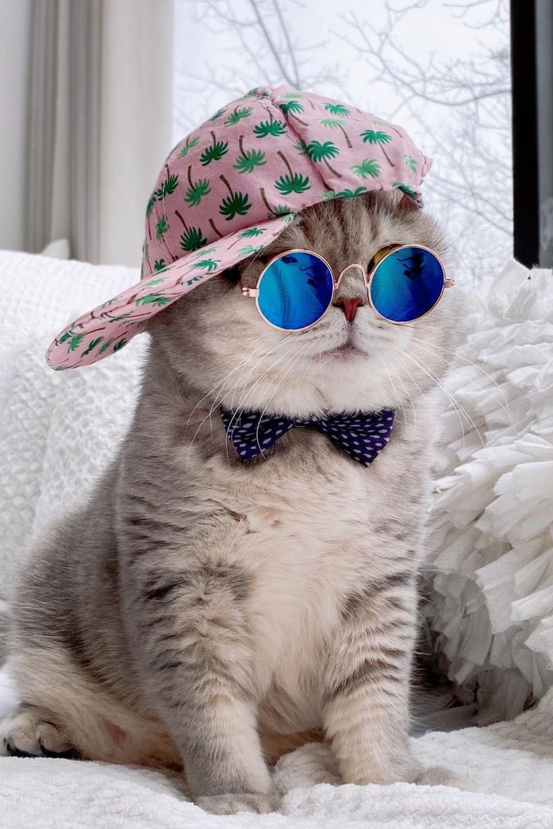 chernova51's tweet photo. Все делаете к лучшему 
Ловите кота https://t.co/dDGRC1Wi4n