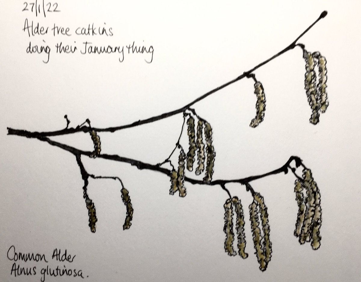 #dailydrawing Day 27 And back we go to A - this time with a tree theme. Alder catkins #sketchjanuary #drawing #trees #noticenature