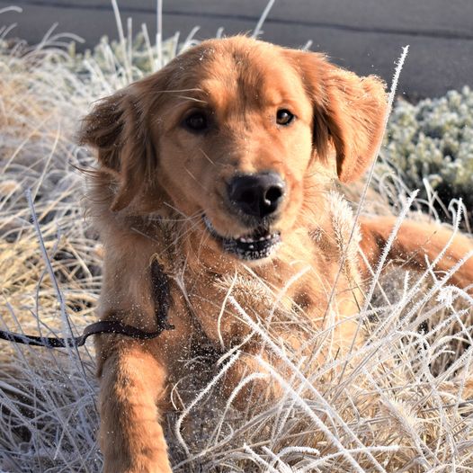 dogsbetterlives's tweet photo. It's Pawsitively chilly outside and 🐾Lander is loving it! DBL hopes you all are staying safe and warm!  
#dbl #dogsforbetterlives #assitancedog #assistancedogintraining https://t.co/97VzZqb42t