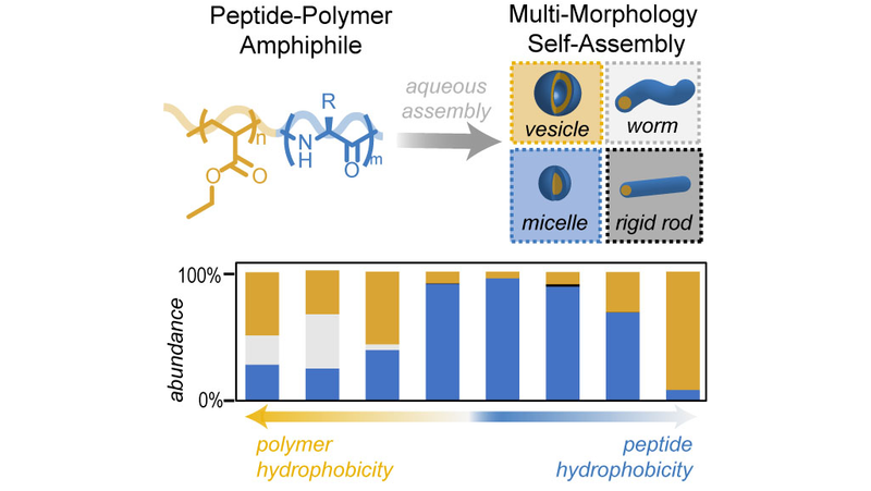 Mapping the Morphological Landscape of Oligomeric Di-block Peptide-Polymer Amphiphiles (Knight) <a href="/YaraYingling/">Yaroslava Yingling</a> onlinelibrary.wiley.com/doi/10.1002/an…