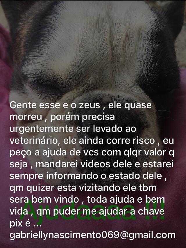 AndrielliRodr12's tweet photo. @pefabiodemelo Oi gente, então uma prima minha, tem um cachorro que mordeu um sapo, e a toxina do sapo afetou o sistema nervoso do cachorrinho, ontem ele teve parada respiratória, sorte q ela conseguiu reanimar ele, ajude com qualquer valor, pequeno que seja, para o doguinho ir ao Vet https://t.co/Raqv0fgiU6